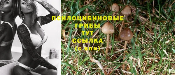 apvp Алзамай